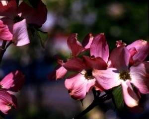 Thankful for the Storms - Flowers